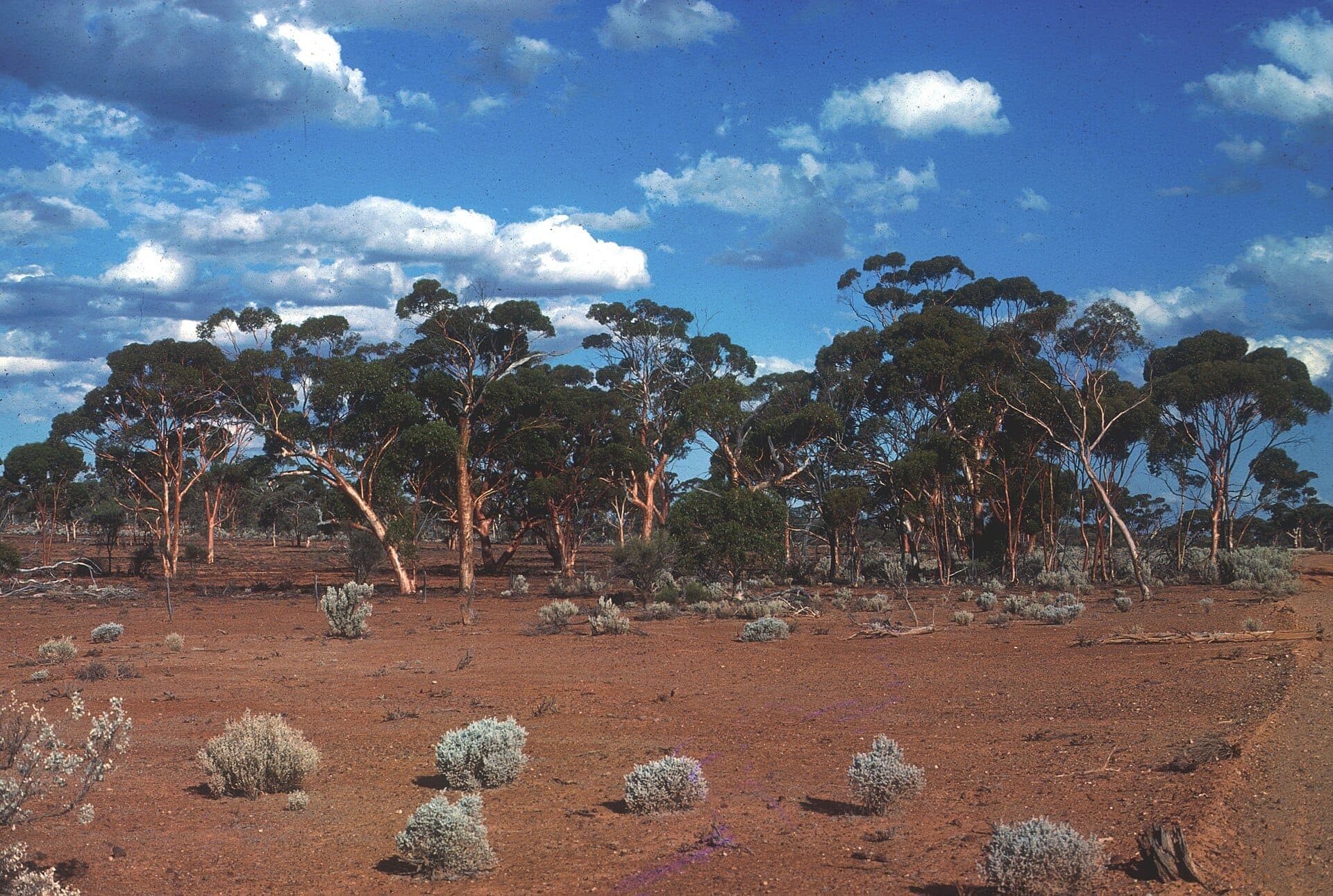 Red earth and eucalypts near a nickel mine in Western Australia.